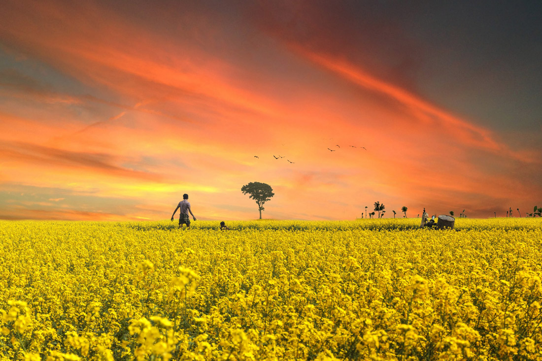 Sunset over a mustard field in Bangladesh during winter