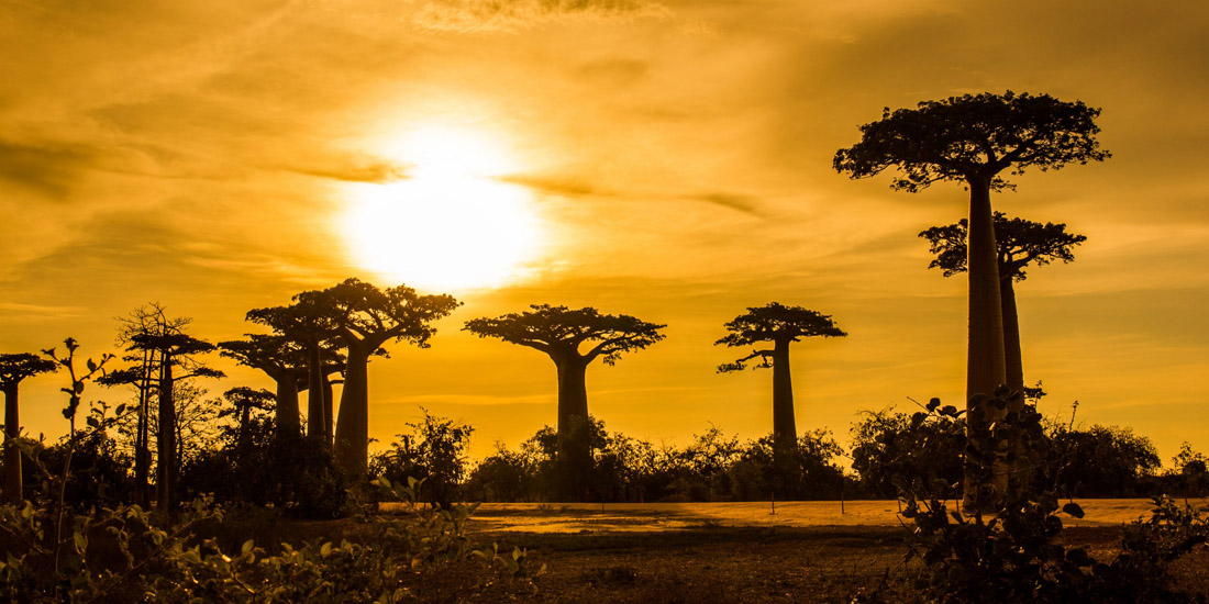 Golden sunset illuminates the famous Alley of the Baobabs in Morondava, Madagascar, with leaves and clouds above.