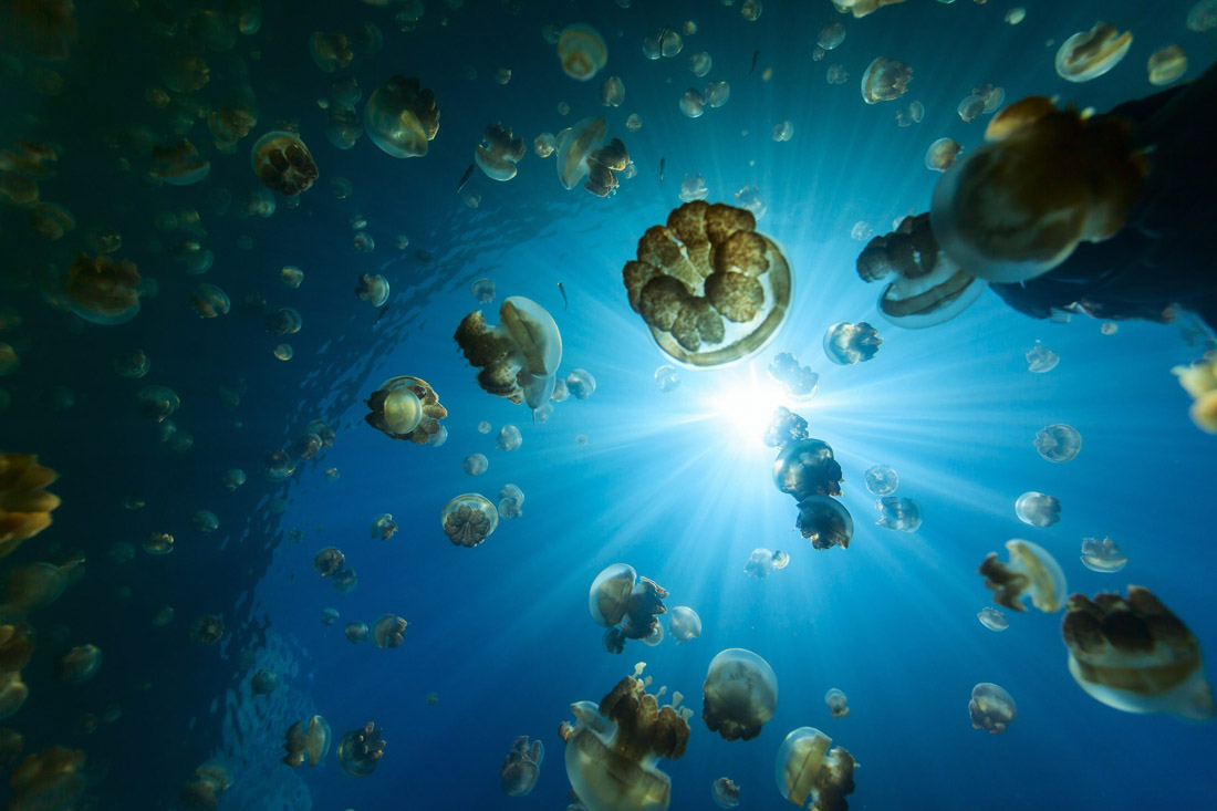 Blahface.com - Topic is Travel Destination To Palau